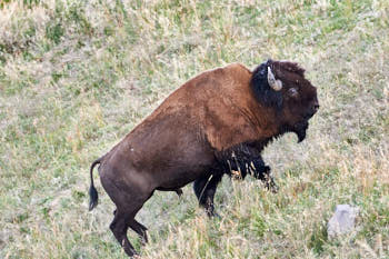 Wildlife Yellowstone<br>NIKON D4, 500 mm, 8000 ISO,  1/400 sec,  f : 9 , Distance : 67 m